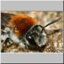 Andrena haemorrhoa - Sandbiene w10b.jpg